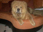 baiya chow chow - Chow Chow