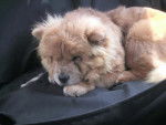 baiya chow chow - Chow Chow
