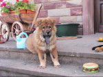 chow chow kibou bebe - Chow Chow