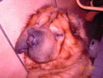 yéti charpei croisé chow chow - Chow Chow