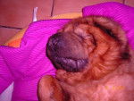 yéti charpei croisé chow chow - Chow Chow