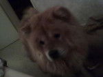 chow chow - Chow Chow