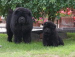 Chow-chow (Père et fils) - Chow Chow