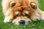 Okouny de los Perros de Bigo - Chow Chow