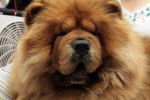 Photo Chow Chow