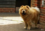 Photo Chow Chow