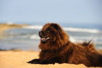 Un Chow Chow allongé sur la plage