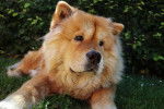 Un Chow Chow allongé juste en face de l'objectif