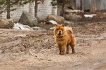 Photo Chow Chow