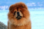 Photo Chow Chow