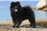 Photo Chow Chow