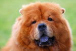 La tête d'un Chow Chow vue de près