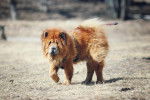 Photo Chow Chow