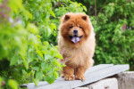 Un Chow Chow sur un banc en bois