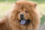 Un Chow Chow avec la gueule ouverte