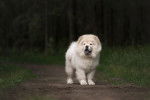 Un Chow Chow blanc qui se tient au milieu d'un sentier pedestre