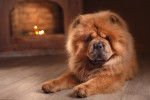 Un Chow Chow allongé à côté d'une cheminée