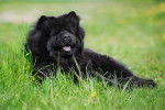 Un Chow Chow allongé dans l'herbe