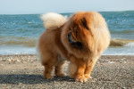Un Chow Chow debout sur une plage
