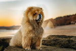 Photo Chow Chow