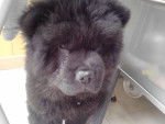 Google - Chow Chow Femelle (1 an)