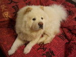 espoir - Chow Chow Mâle (2 ans)