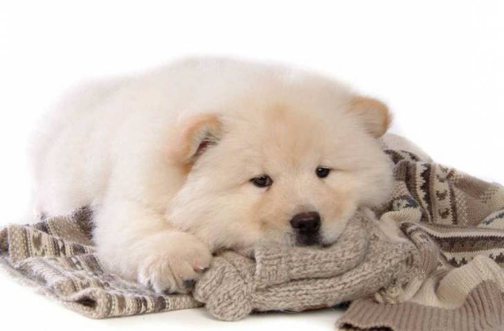 minnie - Chow Chow Femelle (3 ans)