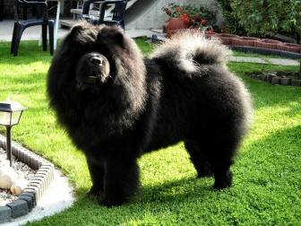 Chowderny Xinling-Shi - Chow Chow