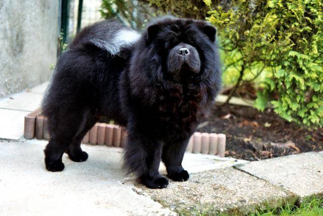 CHOWDERNY XINLING-SHI - Chow-chow - Chow Chow