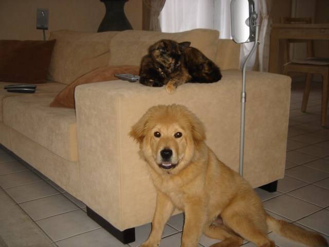 CHOW CHOW CROISE ? - Chow Chow