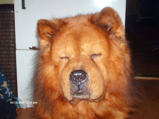 Boully le Chow-Chow - Chow Chow