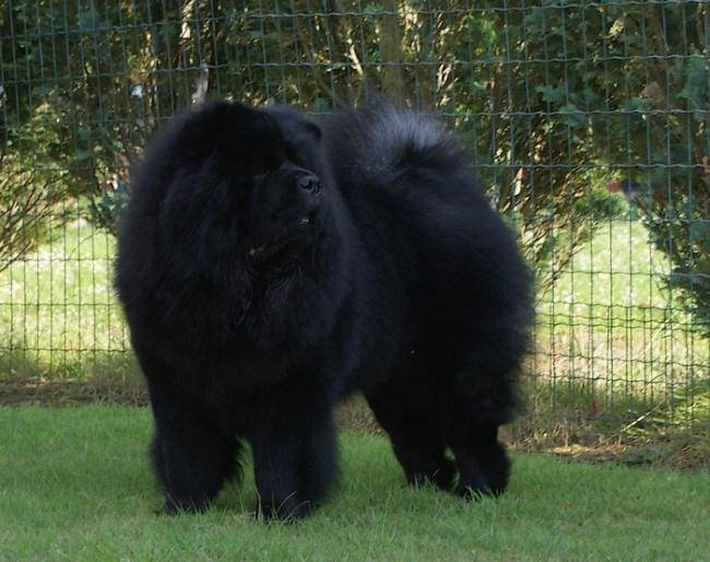 Chowderny Xinling-Shi portrait - Chow Chow