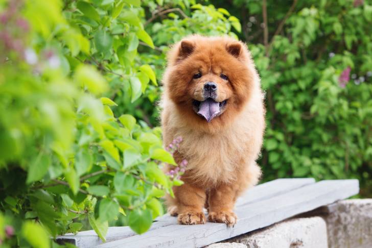 Un Chow Chow sur un banc en bois