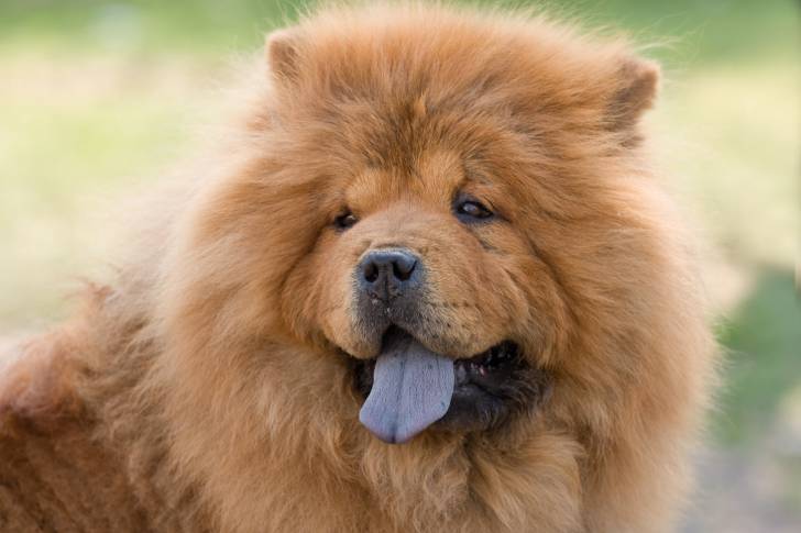 Un Chow Chow avec la gueule ouverte