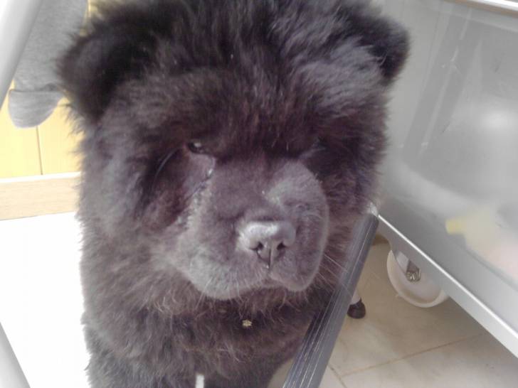 Google - Chow Chow Femelle (1 an)