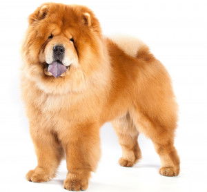 Un Chow Chow sur fond blanc