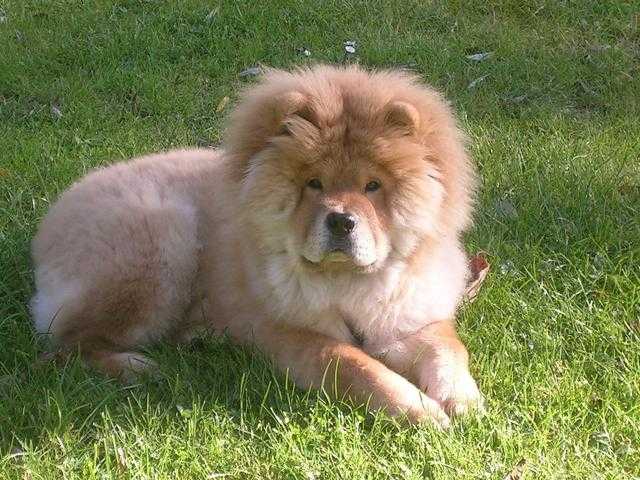 Le Chow-Chow