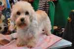 Photo Dandie Dinmont Terrier