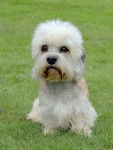 Photo Dandie Dinmont Terrier