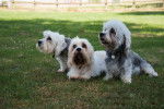 Photo Dandie Dinmont Terrier
