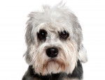 Photo Dandie Dinmont Terrier