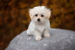 Photo Dandie Dinmont Terrier