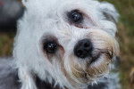Photo Dandie Dinmont Terrier
