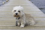 Photo Dandie Dinmont Terrier