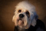 Photo Dandie Dinmont Terrier