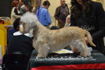 Photo Dandie Dinmont Terrier