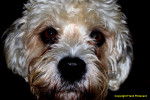 Photo Dandie Dinmont Terrier