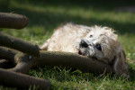 Photo Dandie Dinmont Terrier