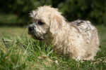 Photo Dandie Dinmont Terrier