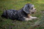 Photo Dandie Dinmont Terrier